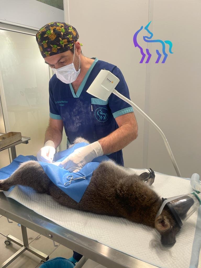 Dr Martinez chirurgie wallaby