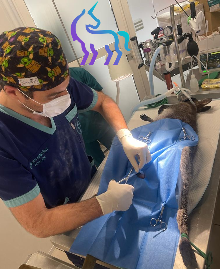 Dr Nicolas MARTINEZ - Vétérinaire Faune Sauvage