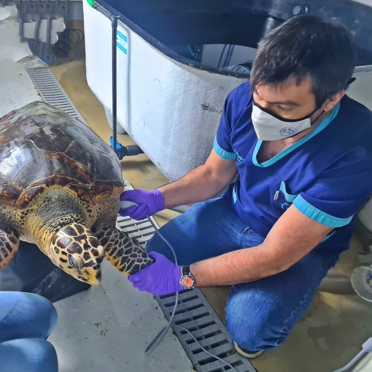 Échographie tortue marine - Dr Martinez