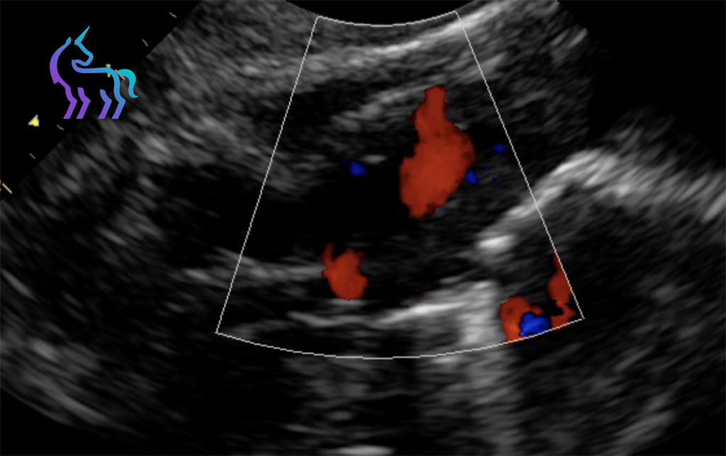 Échographie vétérinaire Nice - Dr Ribas SudVetia