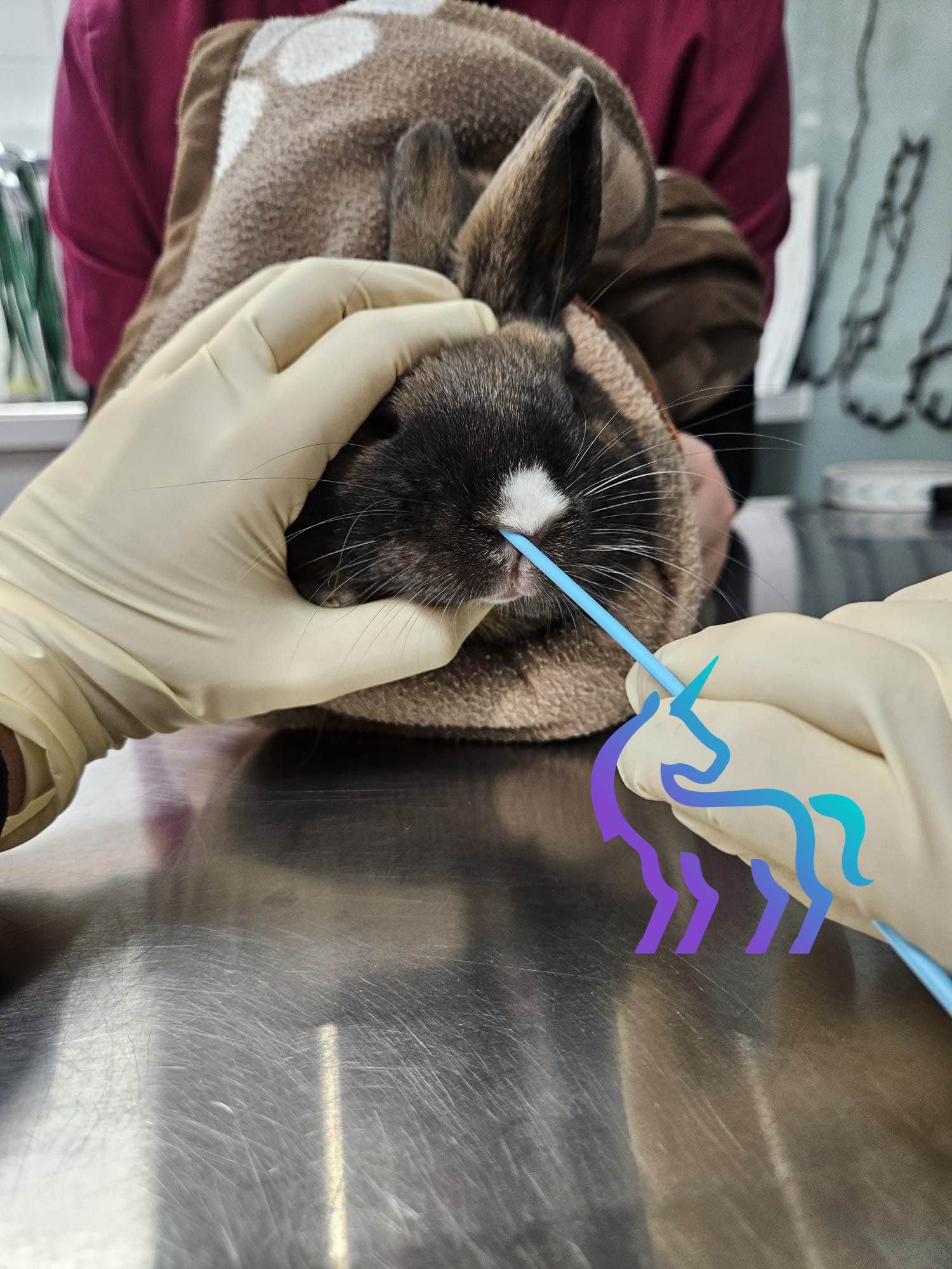 Écouvillon nasal lapin