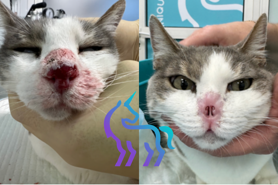 Résultats électrochimiothérapie avant après