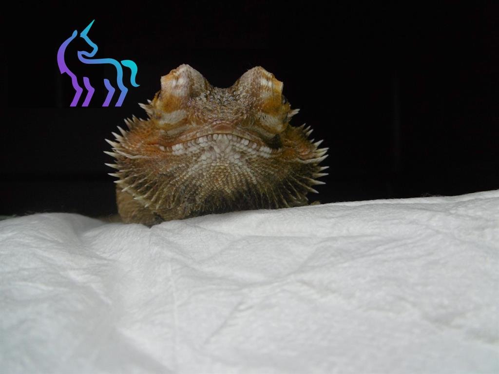 Pogona présentant une exophtalmie - Cas clinique