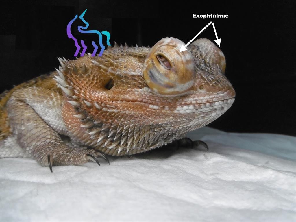 Épanchement péricardique pogona