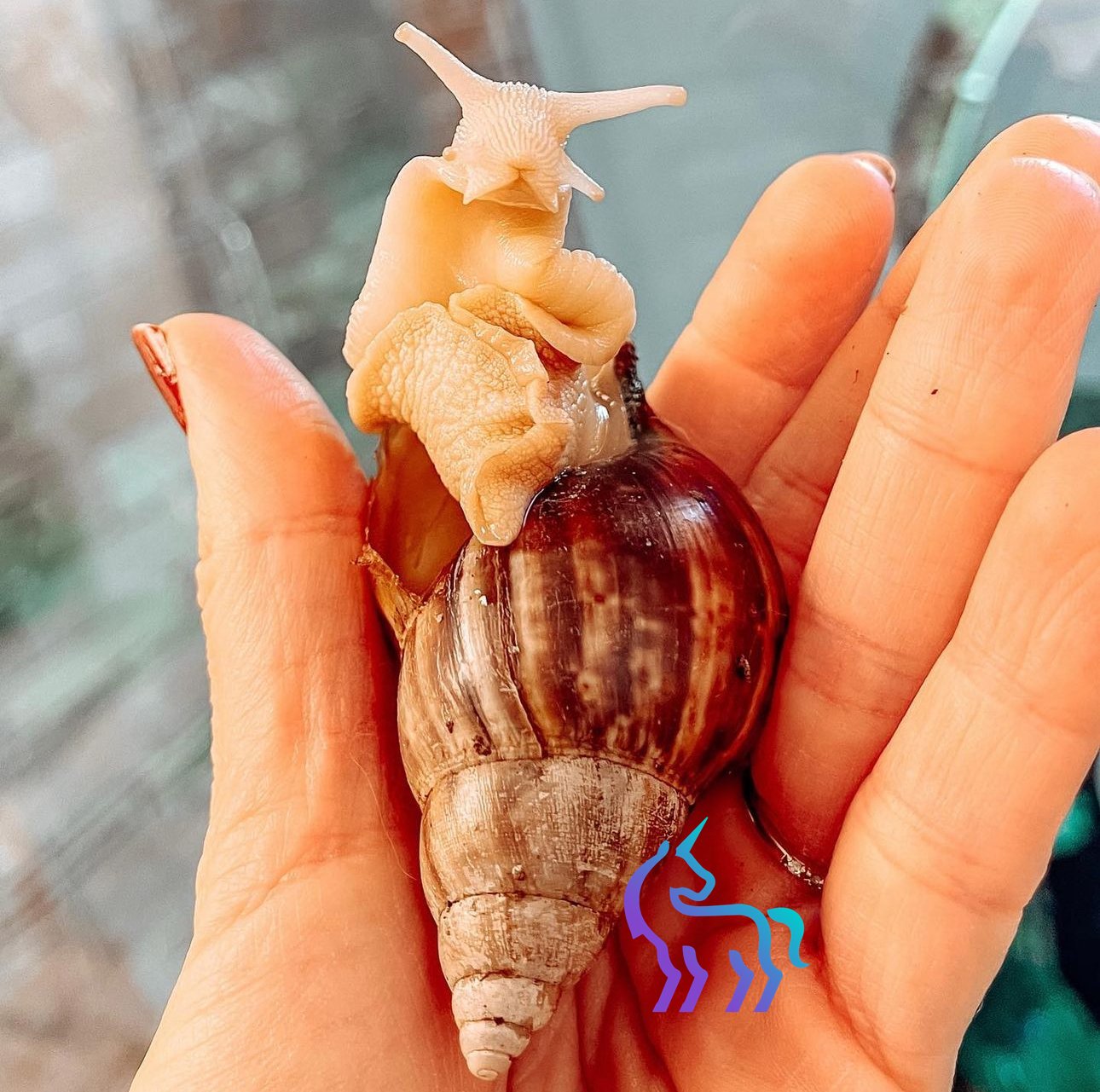 Escargot malade - Vétérinaire NAC atypique Nice