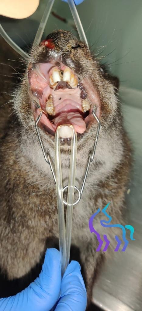 Examen sous sédation wallaby