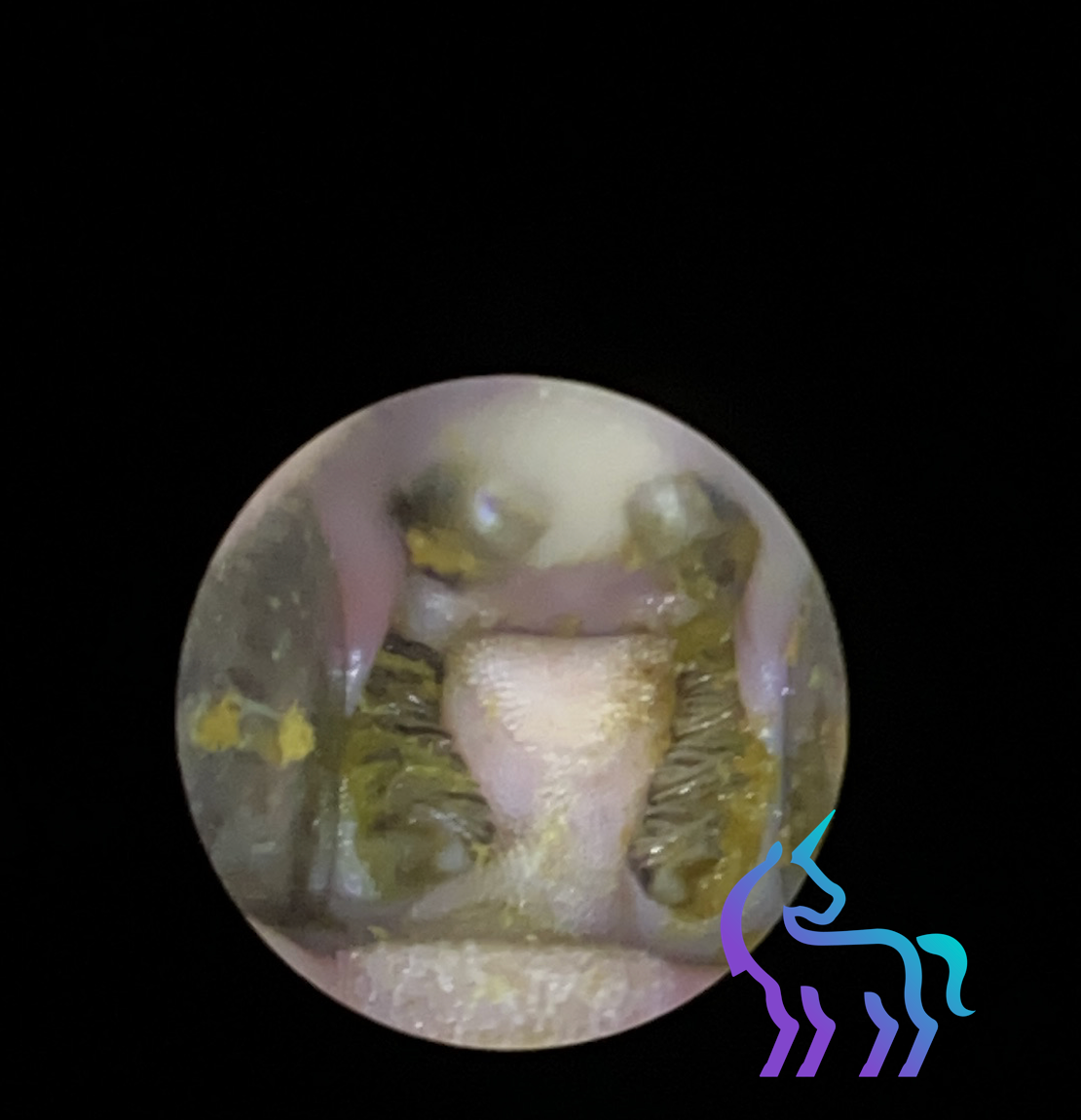 Examen buccal cobaye