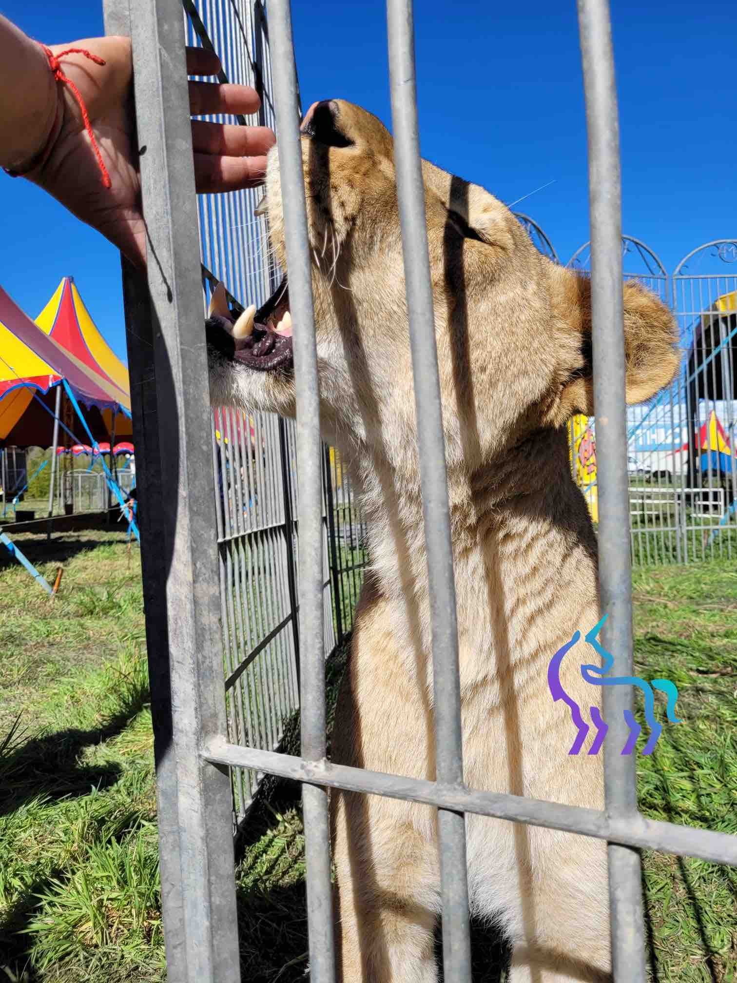 Examen dentaire d'un lion à Nice
