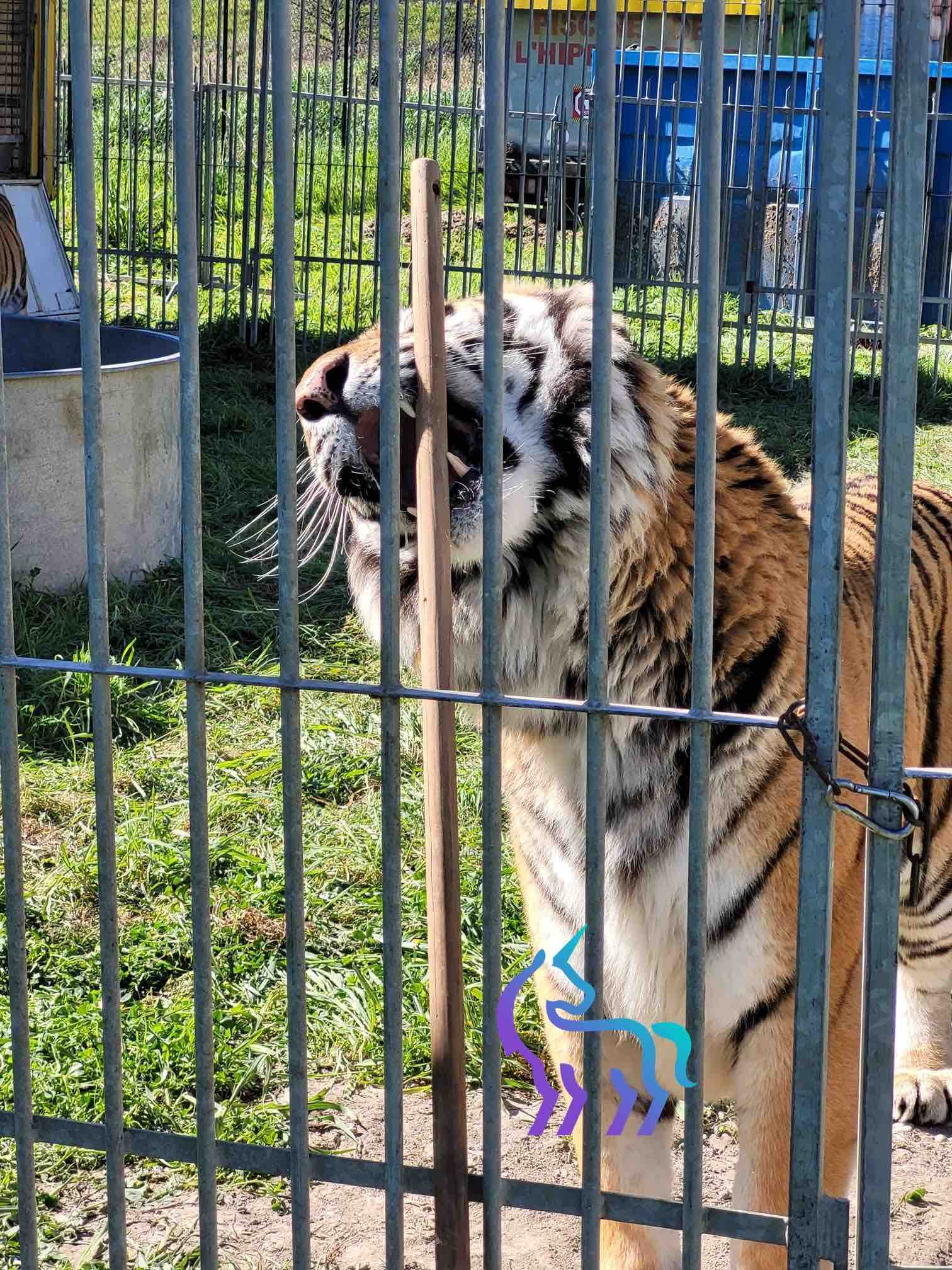 Examen dentaire d'un tigre de cirque à Nice