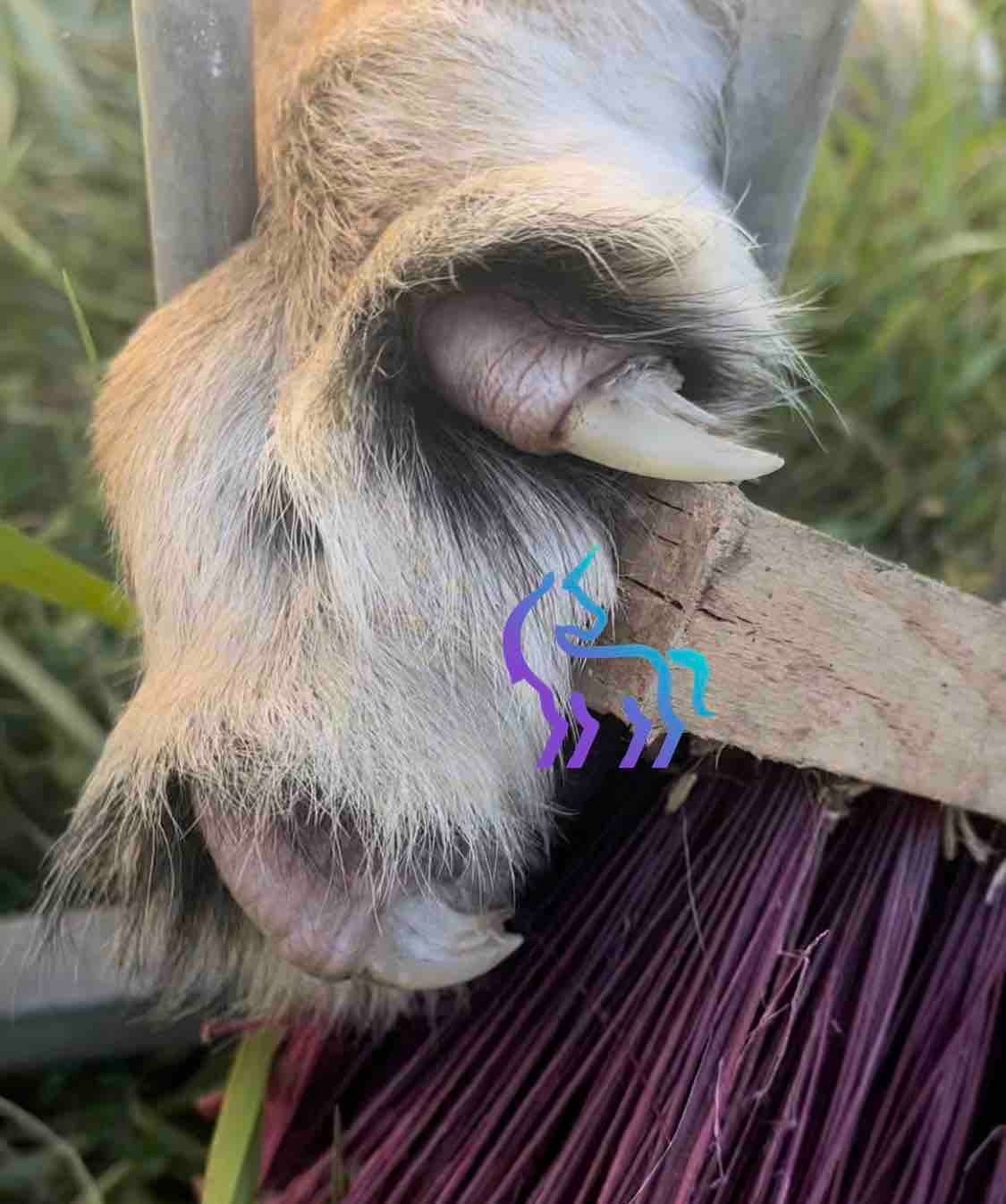 Examen des griffes d'un lion de cirque à Nice