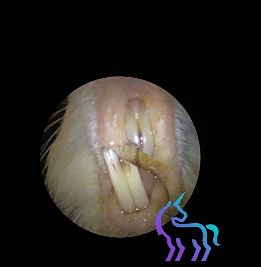 Malocclusion des incisives chez un cobaye - Vidéo-otoscopie
