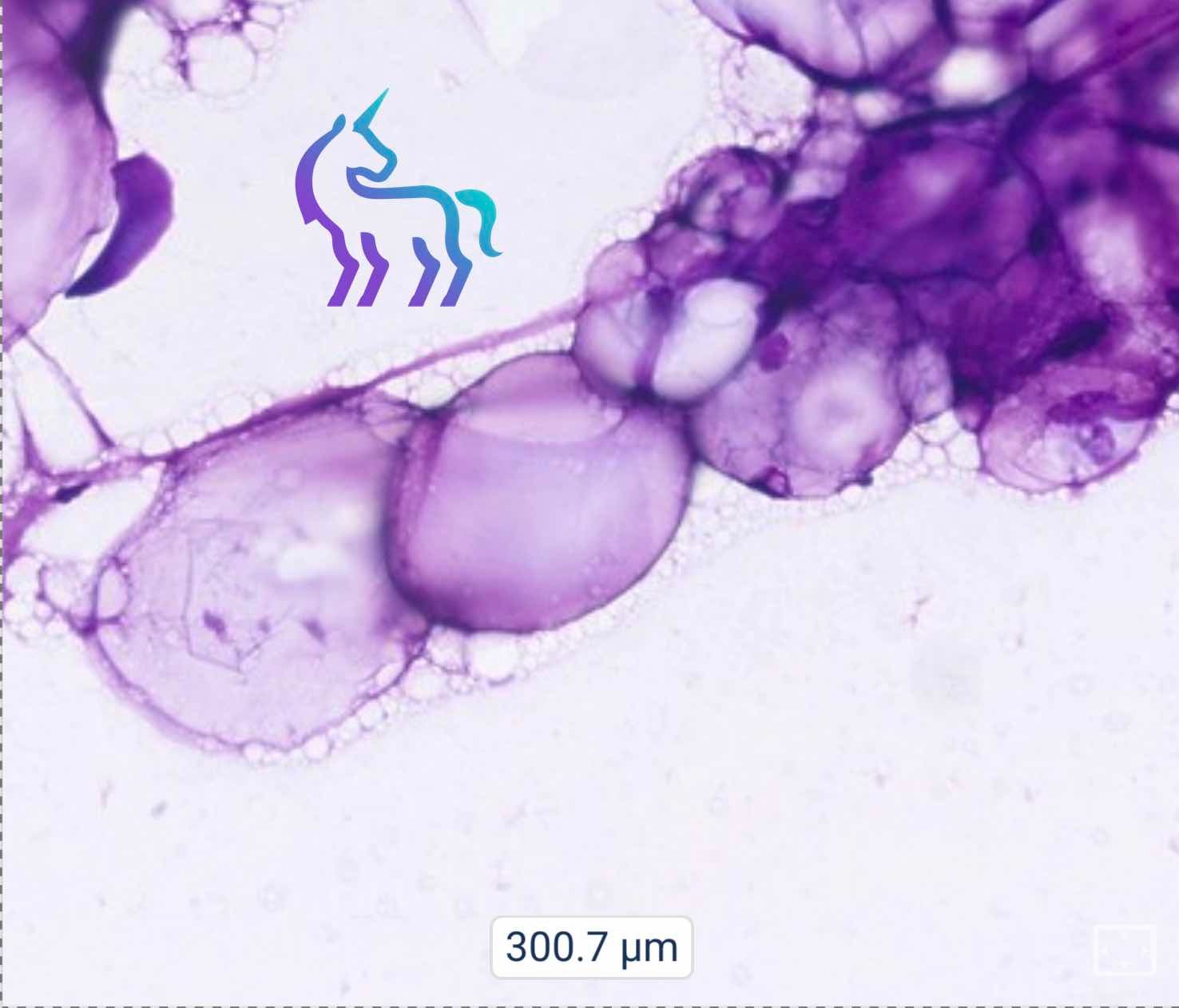 Lipome chat microscope