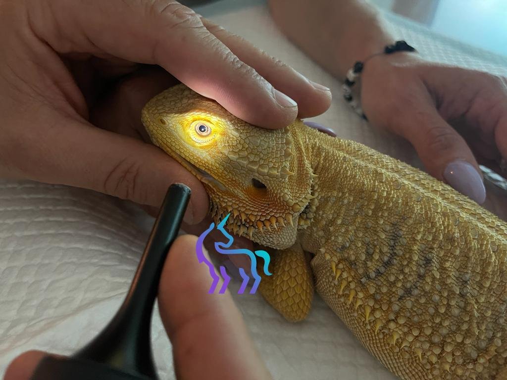 Examen ophtalmologique Pogona - Clinique Lingostière Nice