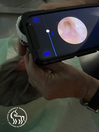 Vidéo-otoscopie - Examen conduit auditif lapin