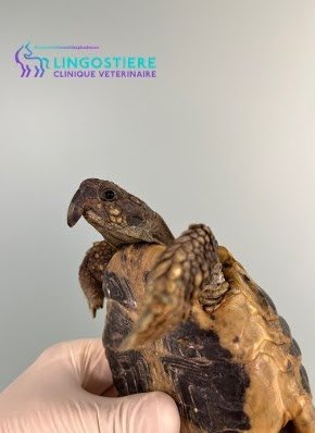 Excroissance bec tortue profil