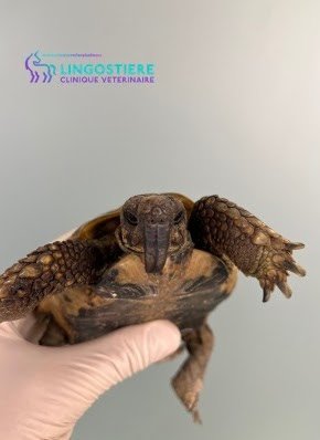 Rhamphothèque déformée détail