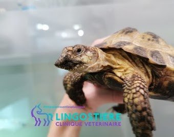 Réduction vétérinaire du bec