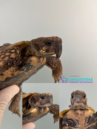 Excroissance bec tortue vue de face