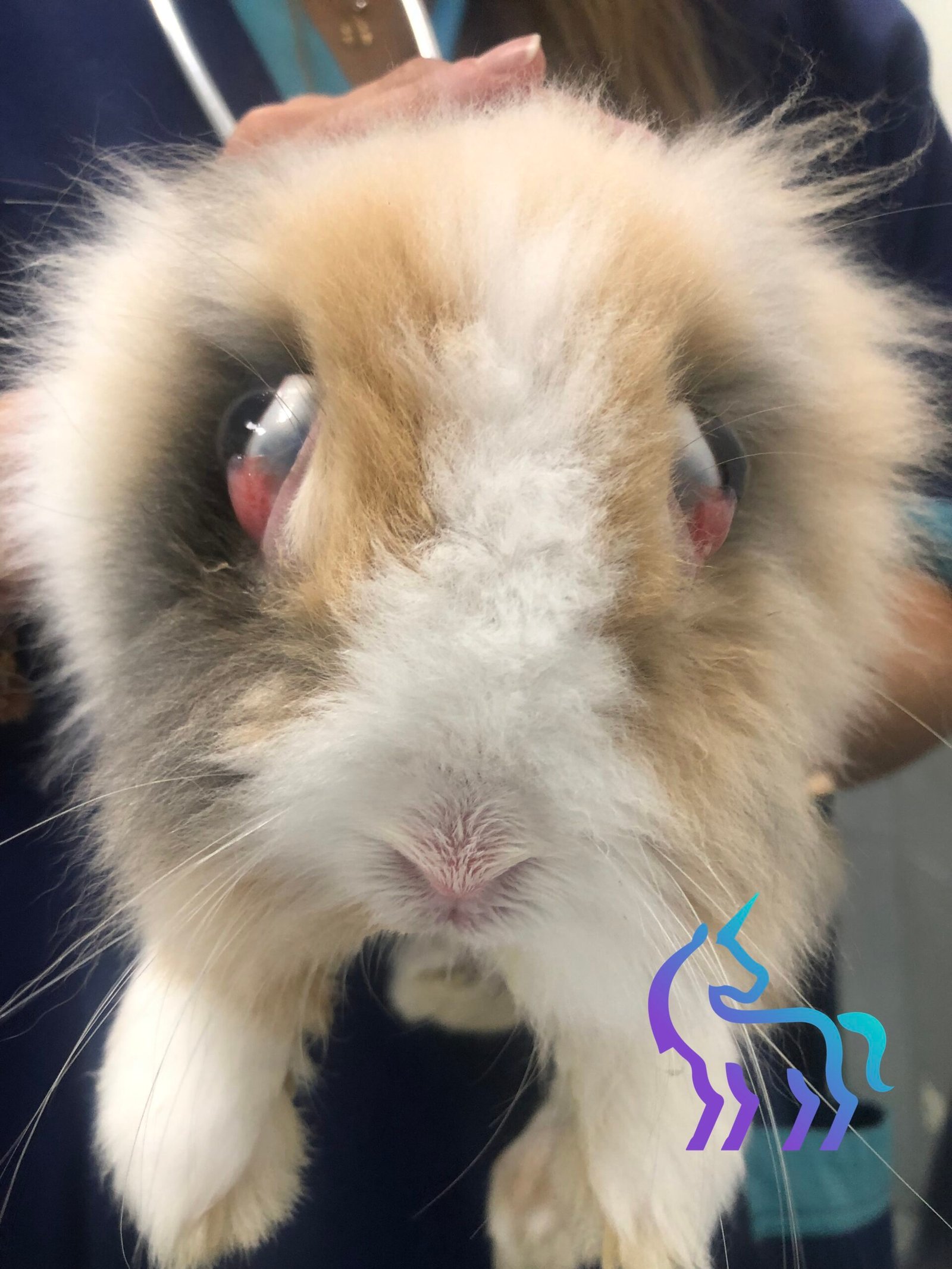 Thymome et exophtalmie chez le lapin