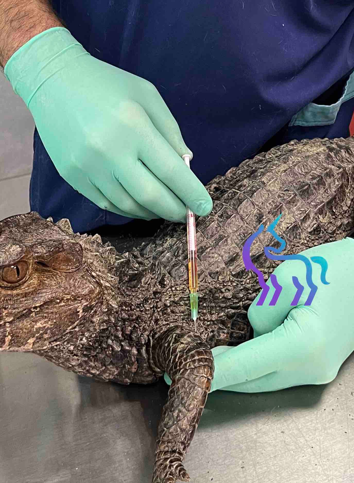 Analyses de laboratoire reptiles Nice