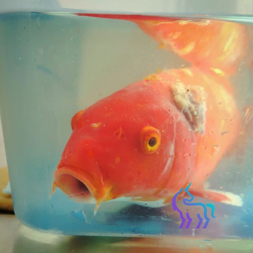 Chirurgie fibrosarcome poisson rouge - Dr Nicolas MARTINEZ