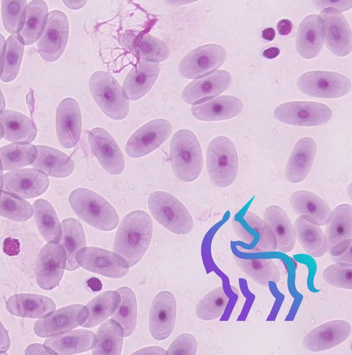 Frottis sanguin caïman