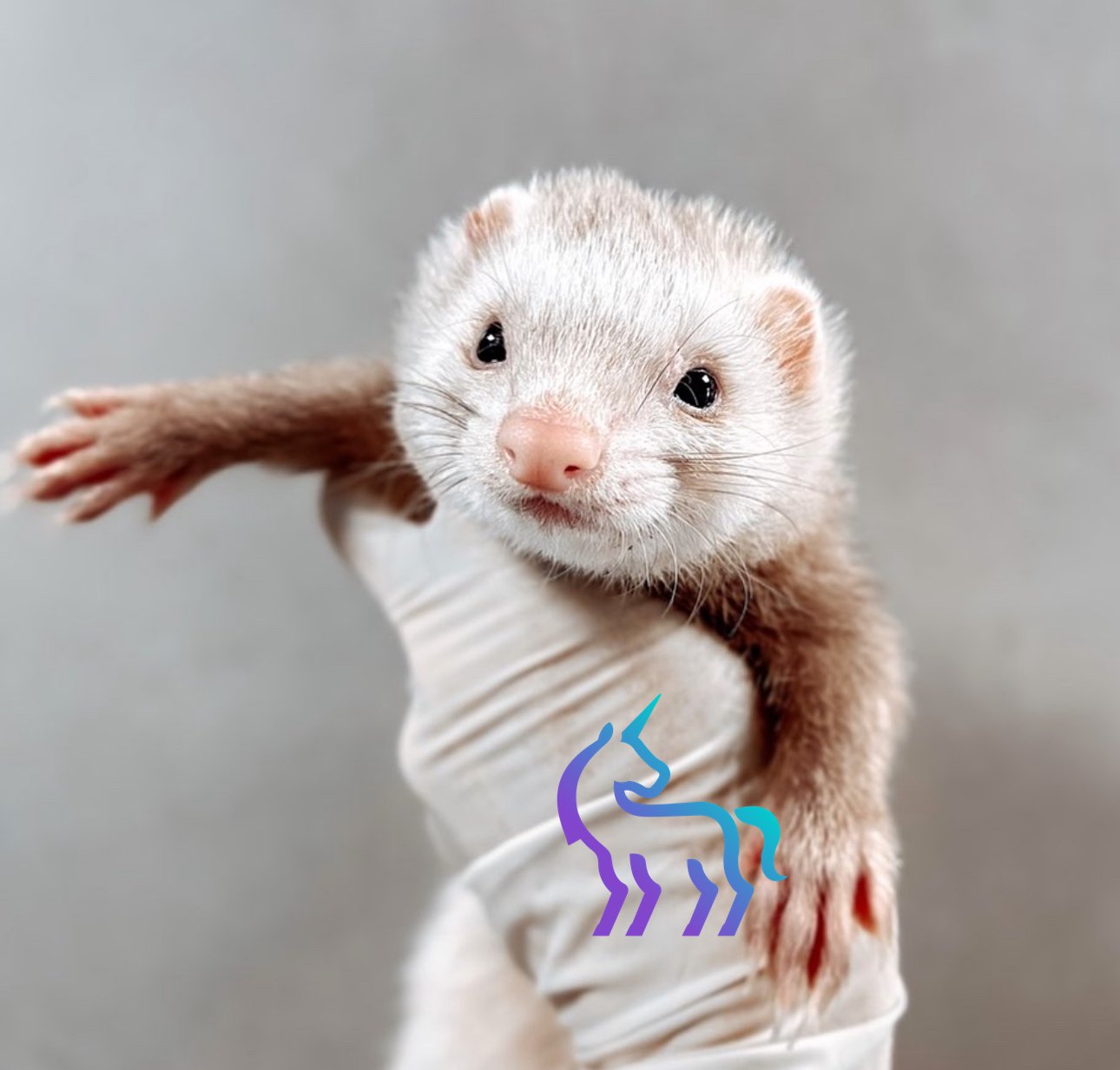 Furet malade - Expertise médecine furet Nice