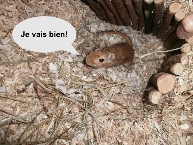 Gerbille 10 jours après la chirurgie