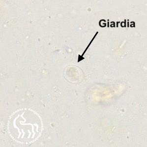 La Giardia chez le chien et le chat