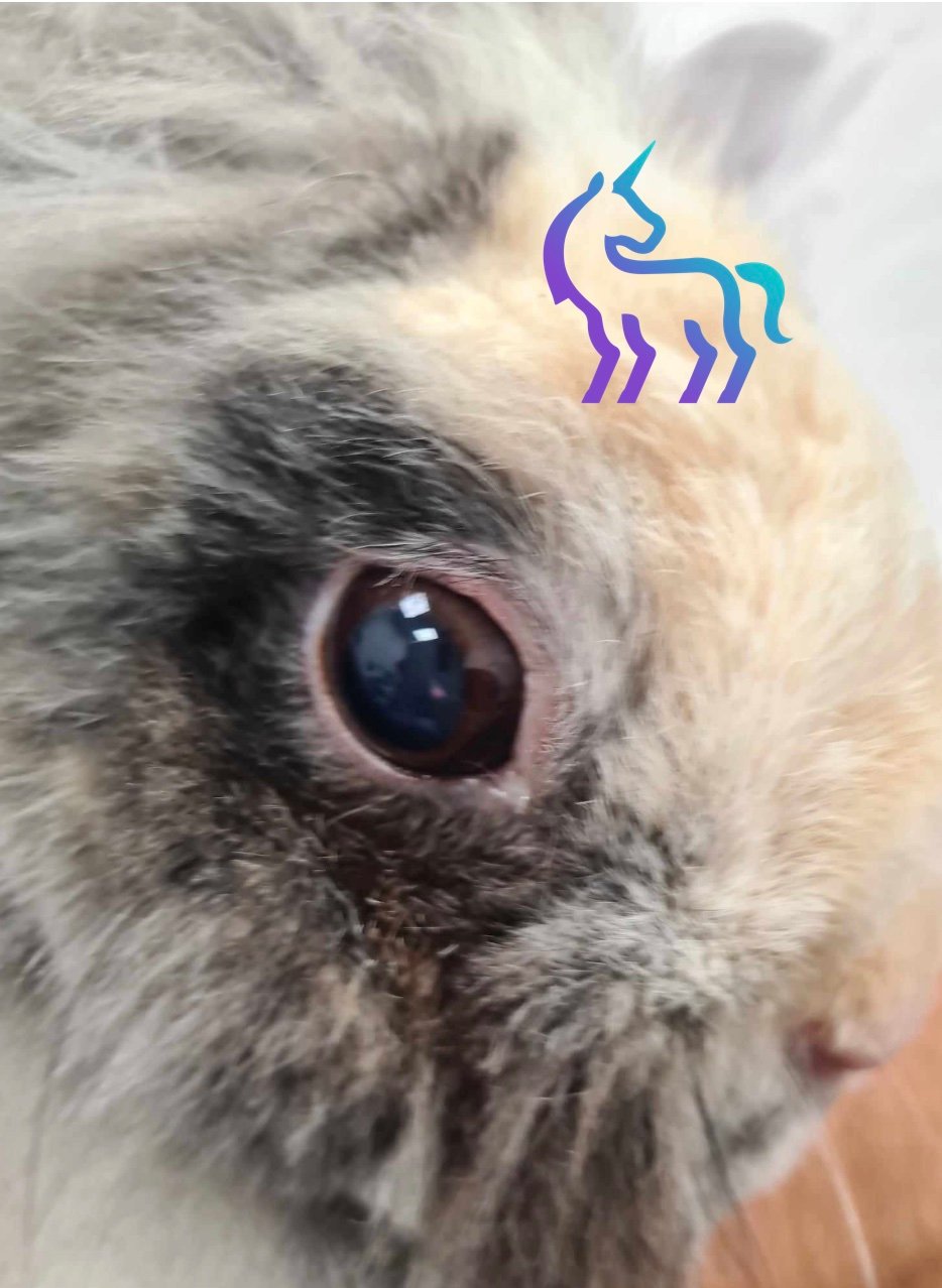 Guérison oeil lapin syphilis