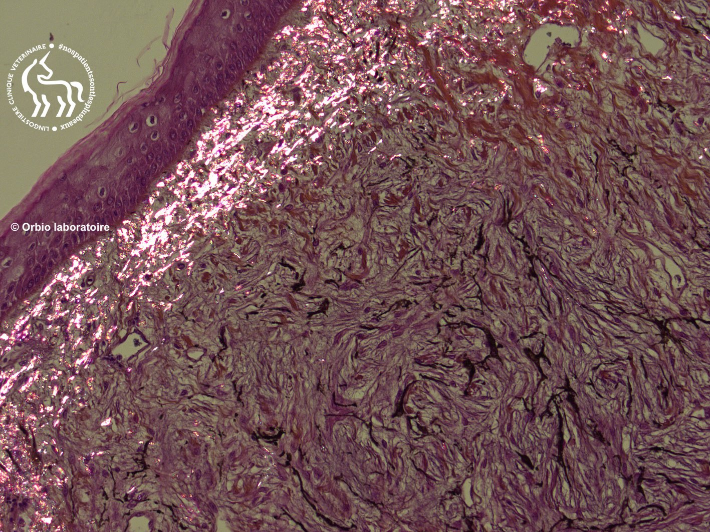 Lumière polarisée 20x