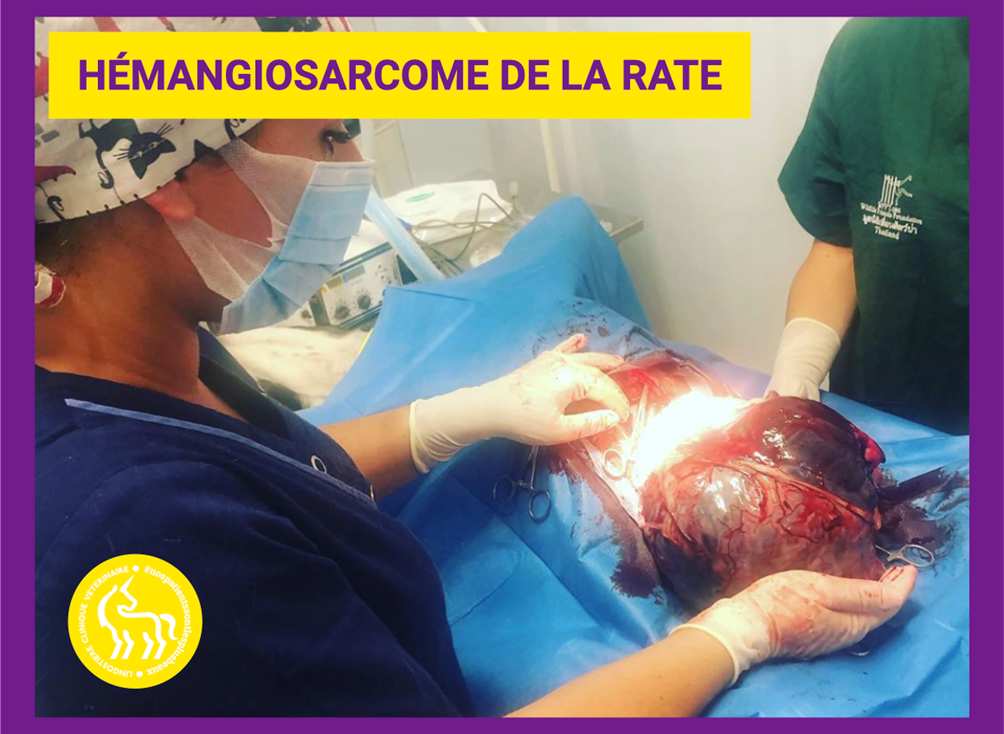 Hémangiosarcome de la rate chez le chien