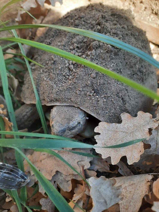 Cycle naturel de l'hibernation de la tortue d'Hermann