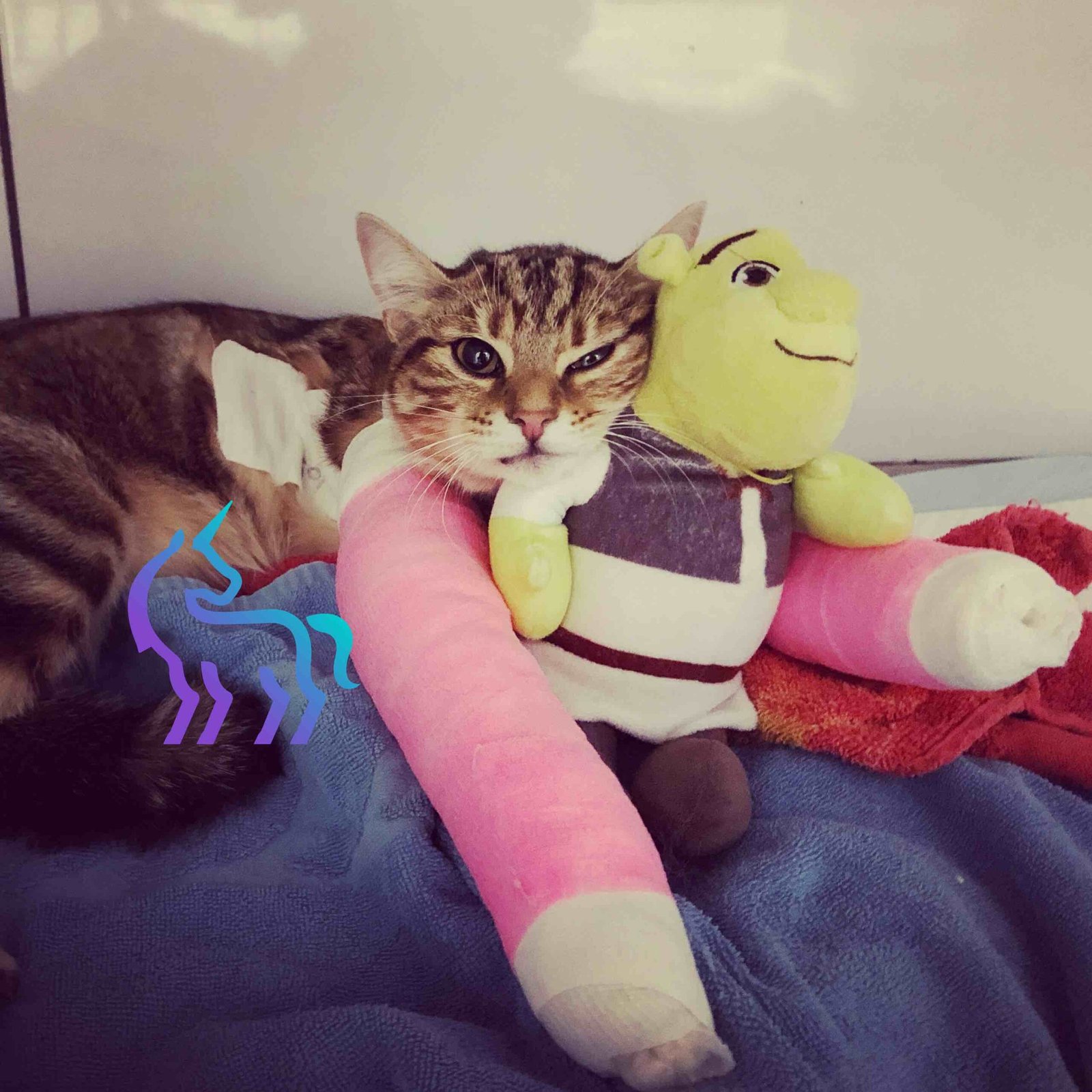 Chat avec son doudou