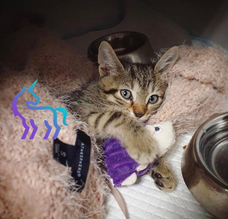 Chaton fatigué en soin