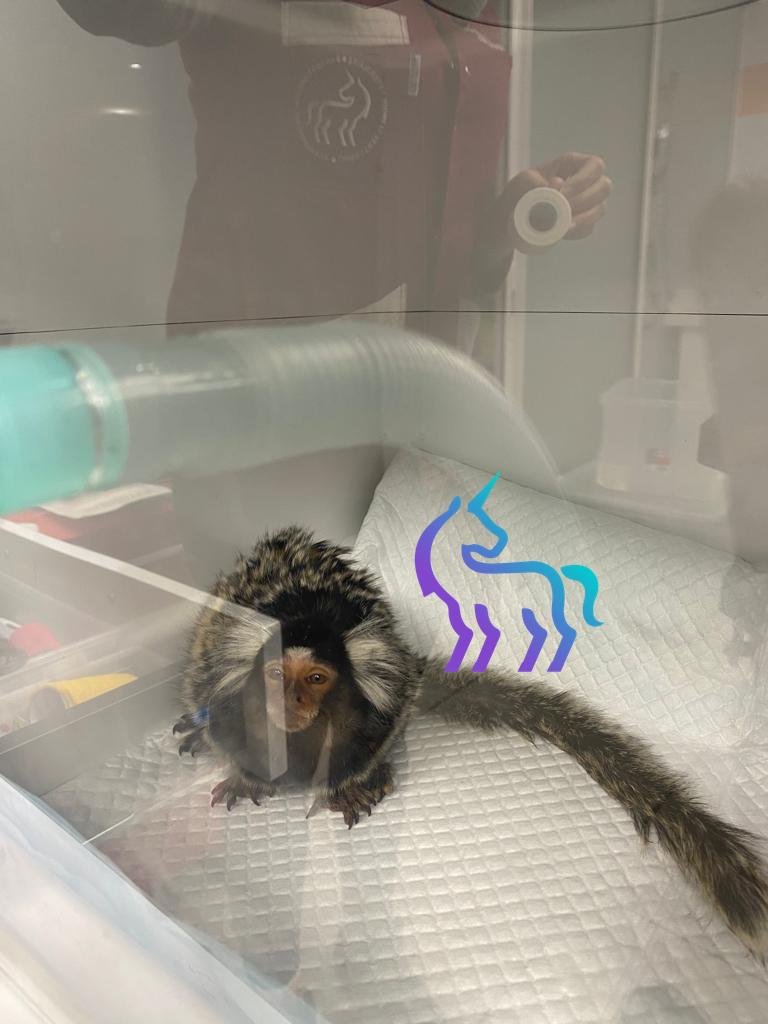 Soins critiques et oxygénothérapie pour un primate