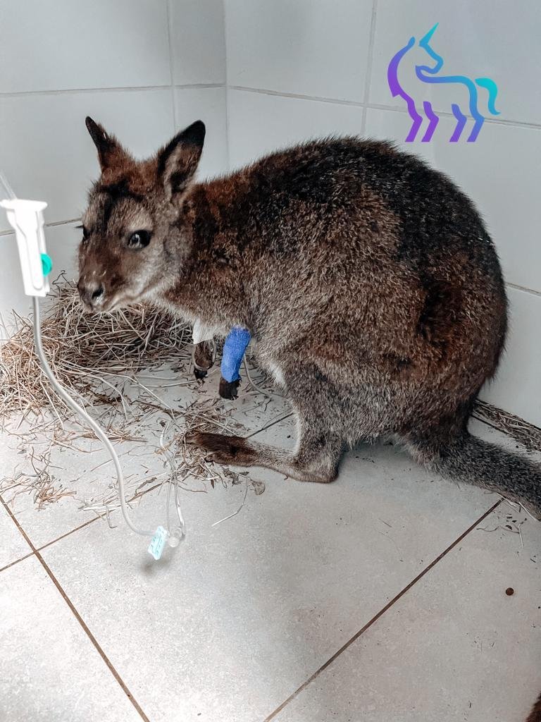 Wallaby en hospitalisation sous perfusion