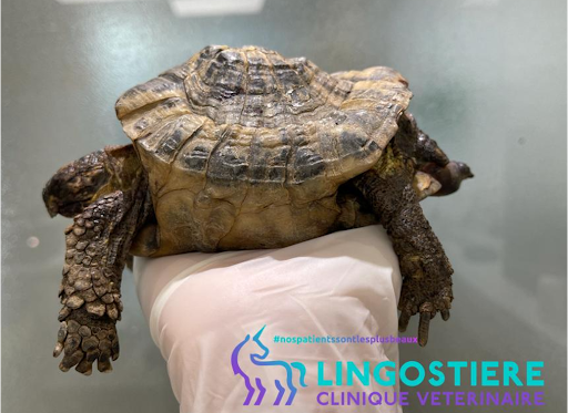 Déformation de la carapace suite à une carence calcique (MBD)