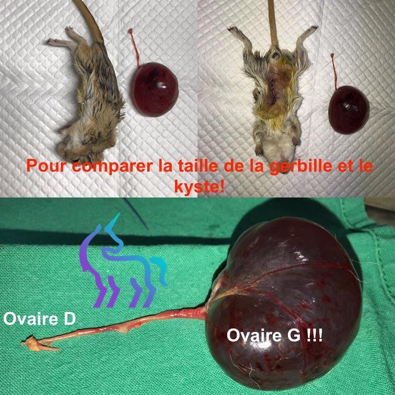 Kyste ovarien chez la gerbille