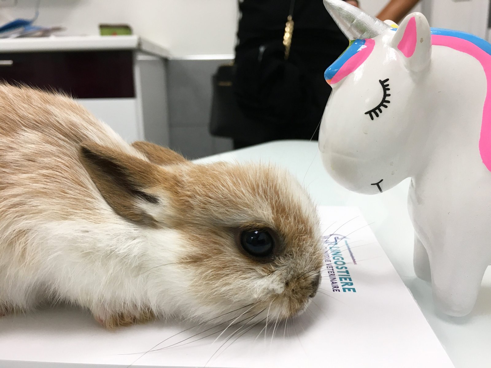Lapin en consultation