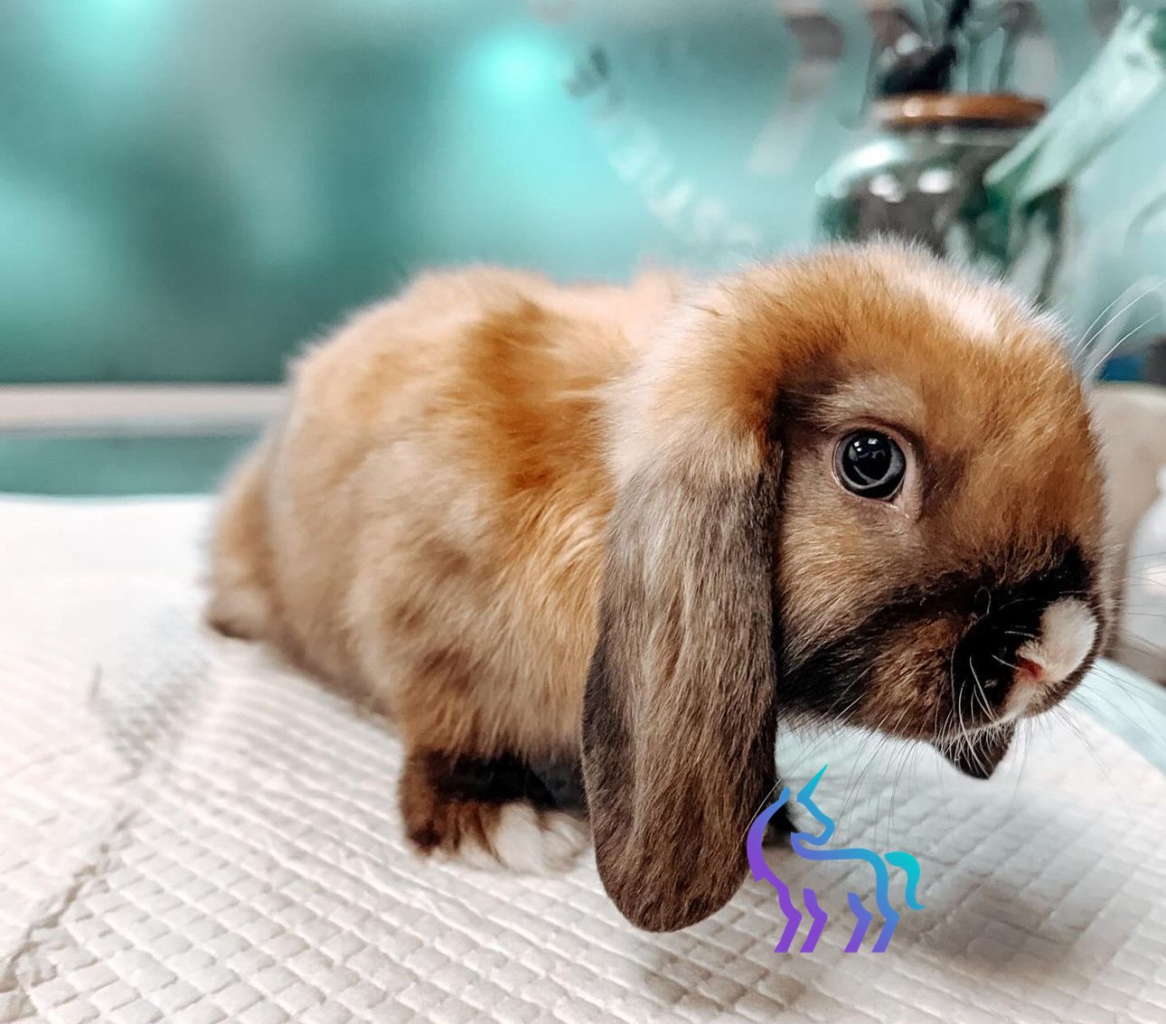 Lapin malade - Soins vétérinaires NAC Nice Lingostière