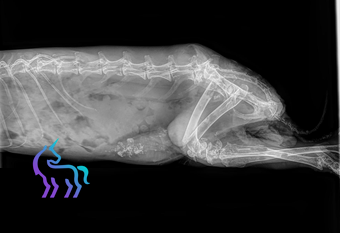 Fracture sur tumeur utérine lapin
