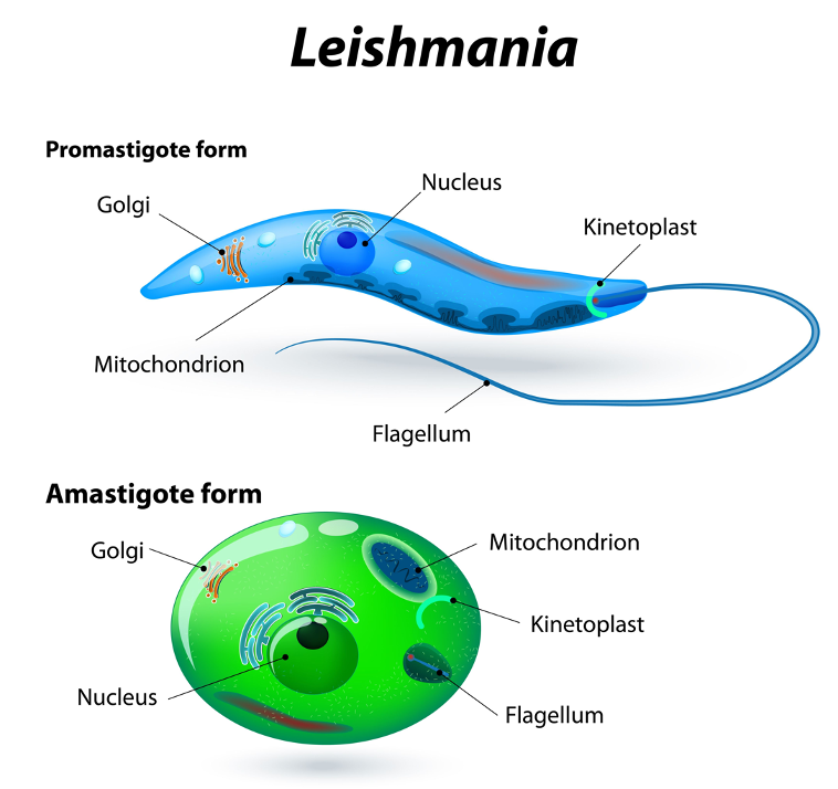 Parasite Leishmania