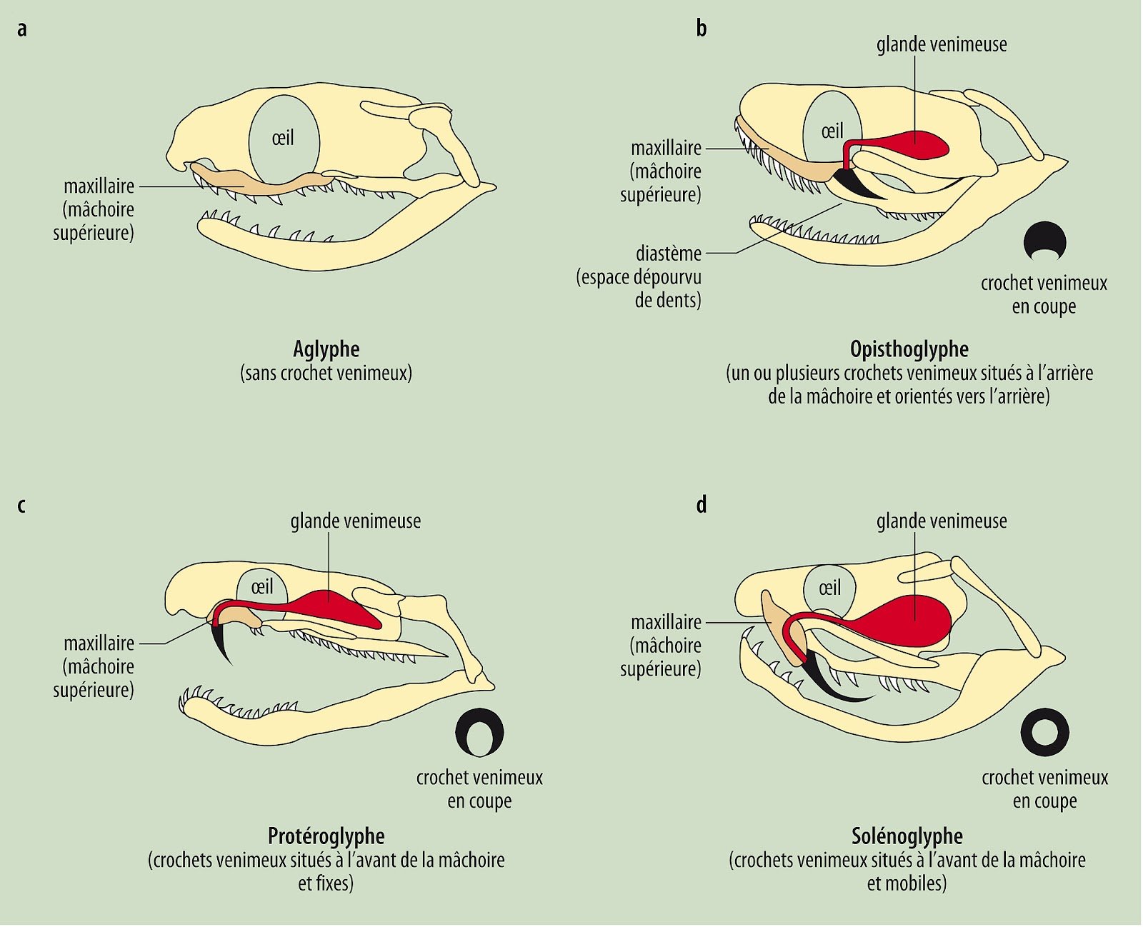 Morsures de serpents et anatomie