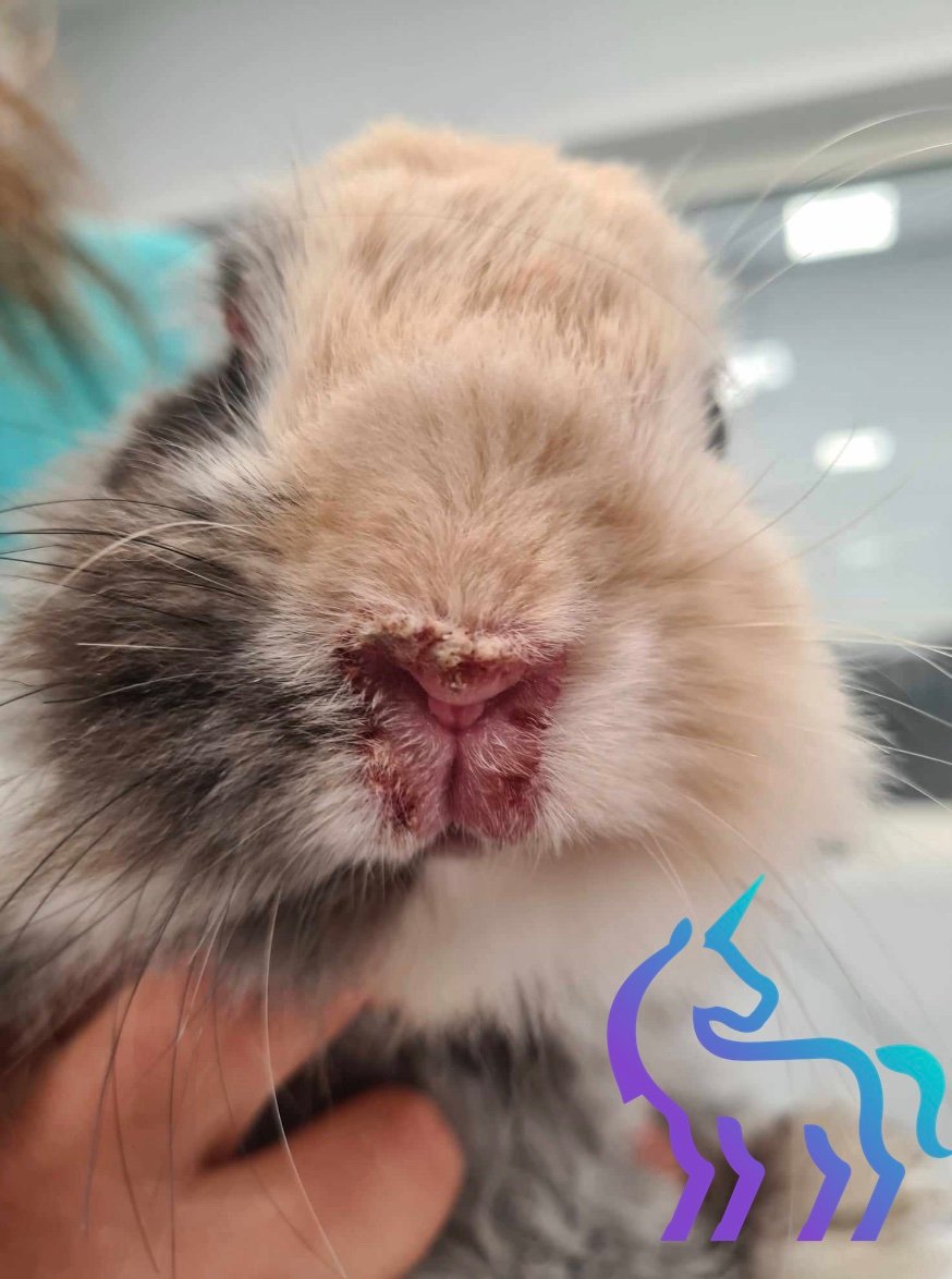 Symptômes de la syphilis chez le lapin