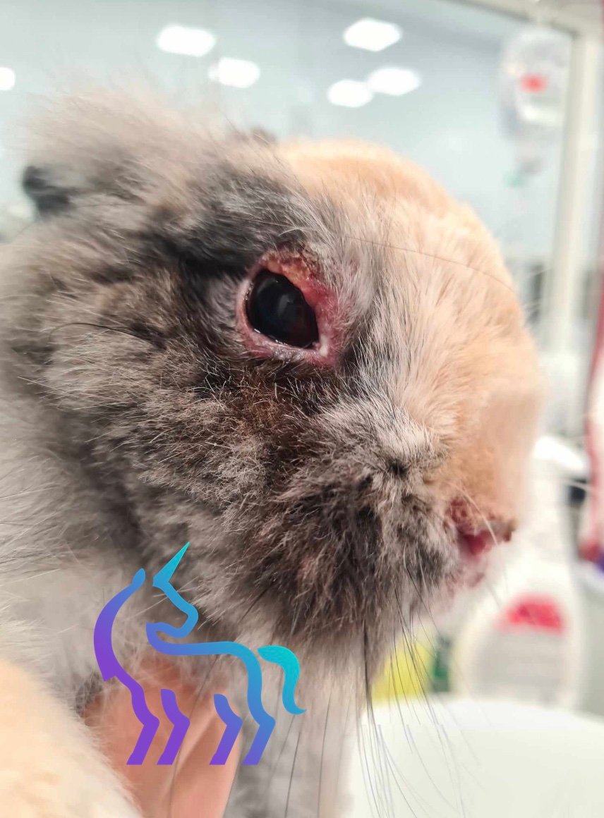 Lésion oculaire syphilis lapin