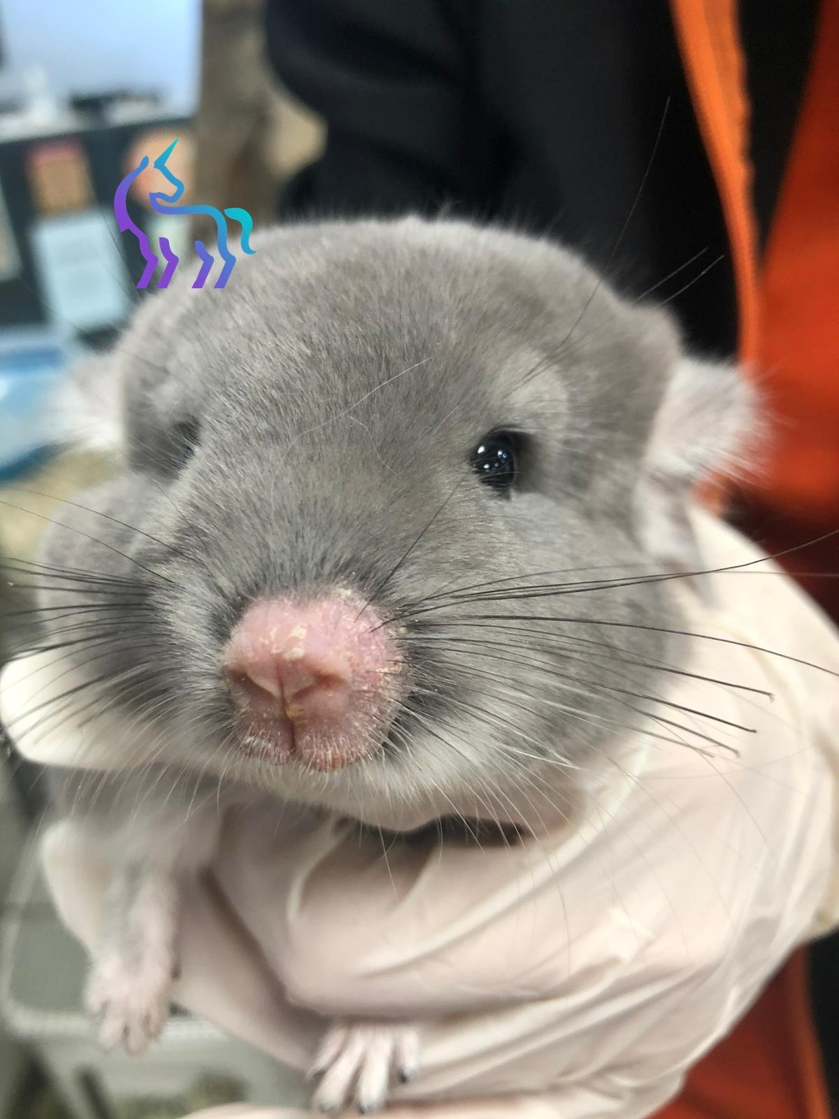 Teigne et lésions cutanées chez le chinchilla