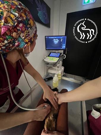 Échographie cochon d'Inde Dr Mario