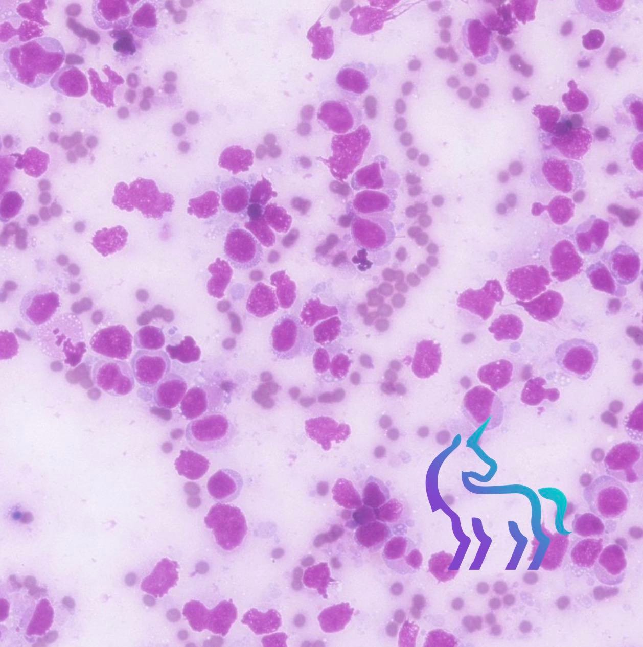 Lymphome mandibulaire chat