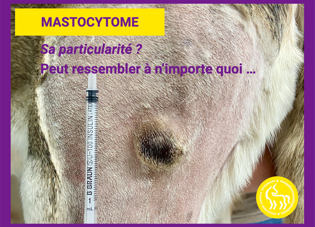 Mastocytome cutané chez le chien